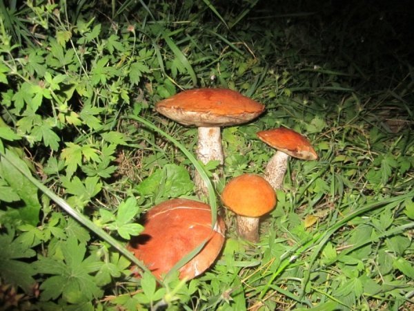 Грибник із Волині заробляє по 12 тисяч в сезон. ФОТО