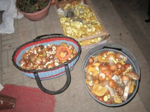 Грибник із Волині заробляє по 12 тисяч в сезон. ФОТО