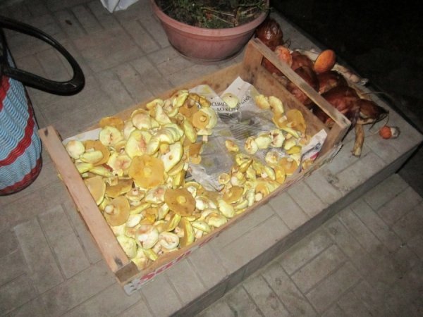 Грибник із Волині заробляє по 12 тисяч в сезон. ФОТО