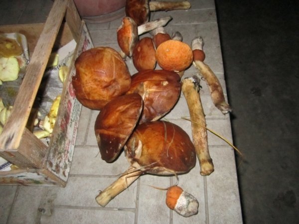 Грибник із Волині заробляє по 12 тисяч в сезон. ФОТО