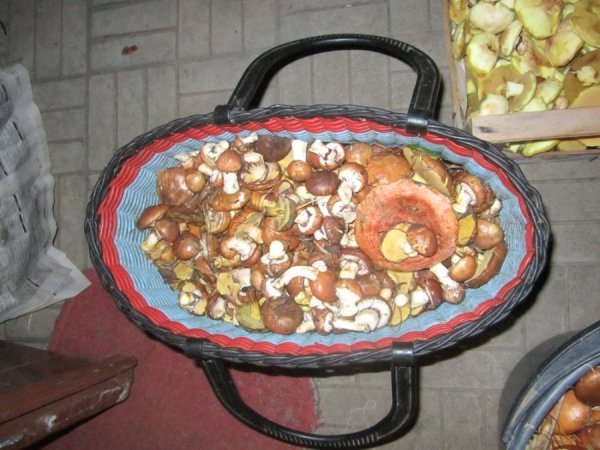 Грибник із Волині заробляє по 12 тисяч в сезон. ФОТО