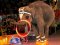 У Ковелі хочуть заборонити пересувні цирки з тваринами
