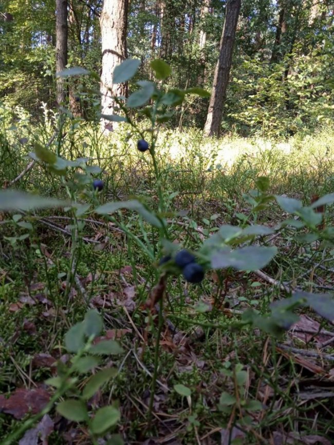 На Волині вдруге за сезон дозріли чорниці