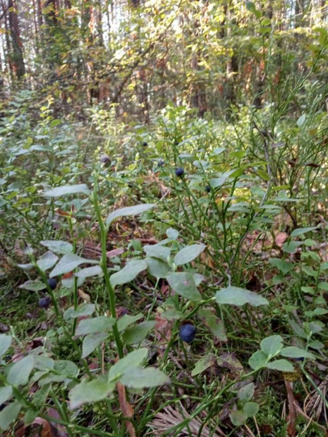 На Волині вдруге за сезон дозріли чорниці