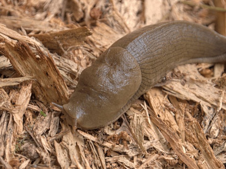 Слимаки зникнуть без сліду: в жовтні внесіть 40 г цього на квадрат землі — і проблема вирішена