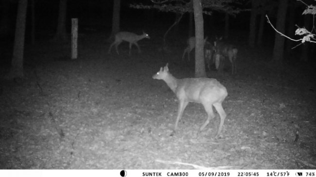 У волинських лісах завдяки відеокамерам знімають унікальні кадри з життя звірів