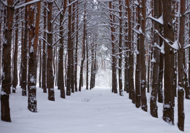 Показали красу зимового волинського лісу: чарівні фото