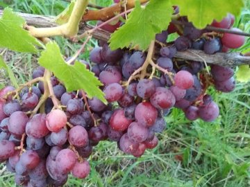 Садівник з Волині вирощує виноград, фісташки і пасифлору 