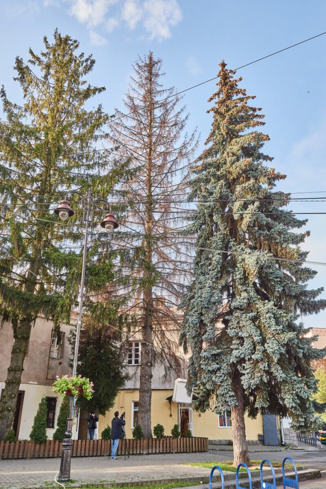 У Луцьку на Театральному майдані зріжуть дерева. ФОТО