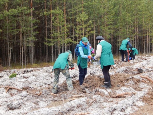 Лісокультурна кампанія в розпалі: показали, як заліснювали Любомльщину. ФОТО