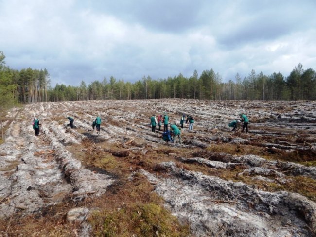 Лісокультурна кампанія в розпалі: показали, як заліснювали Любомльщину. ФОТО
