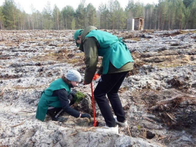 Лісокультурна кампанія в розпалі: показали, як заліснювали Любомльщину. ФОТО