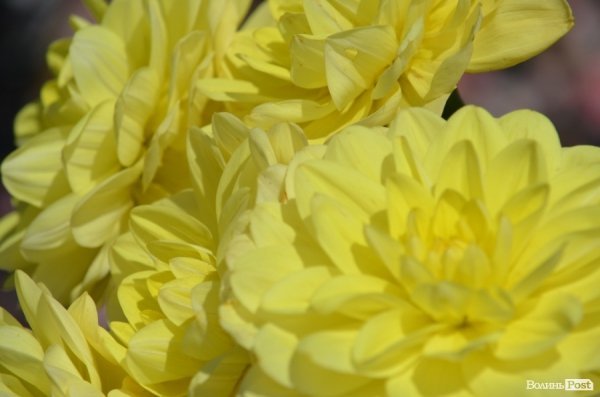 У Луцьку вшанували пам'ять Лесі Українки. ФОТО