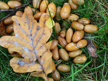 Волинські лісівники планують зібрати 35 тонн жолудів