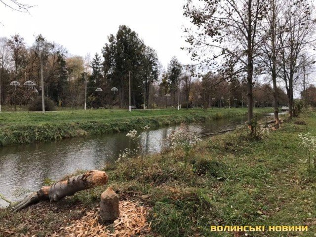 Комунальники не заважатимуть бобрам впорядковувати парк у Луцьку