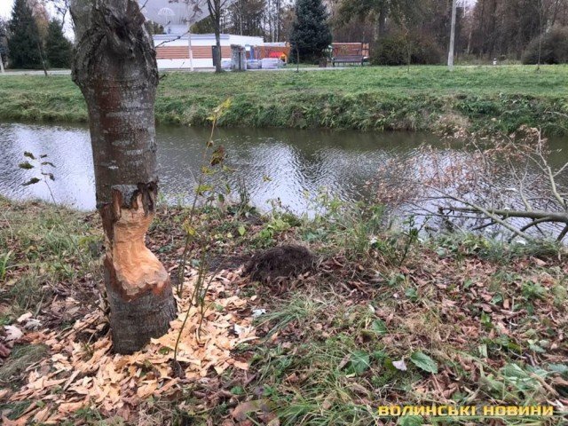 Комунальники не заважатимуть бобрам впорядковувати парк у Луцьку