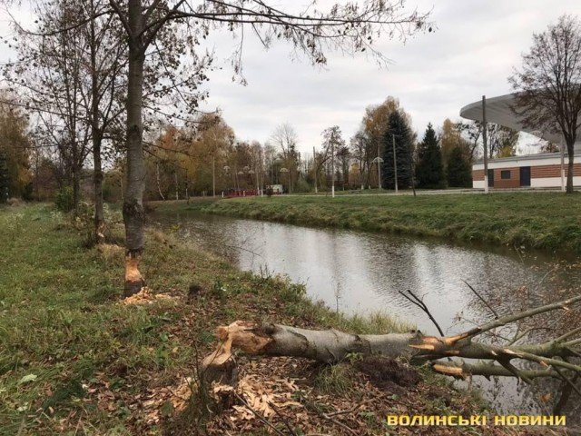 Комунальники не заважатимуть бобрам впорядковувати парк у Луцьку
