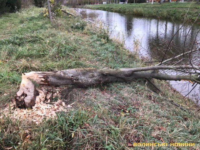 Комунальники не заважатимуть бобрам впорядковувати парк у Луцьку