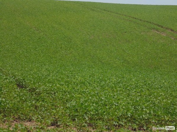 День поля на «Волинь-зерно-продукті». ФОТО*