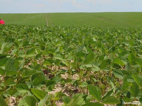 День поля на «Волинь-зерно-продукті». ФОТО*