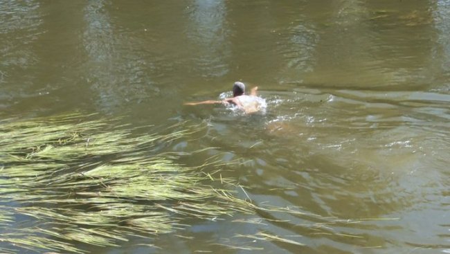 Купальний сезон у Луцьку: чому не почистили річку Стир від водоростей. ВІДЕО
