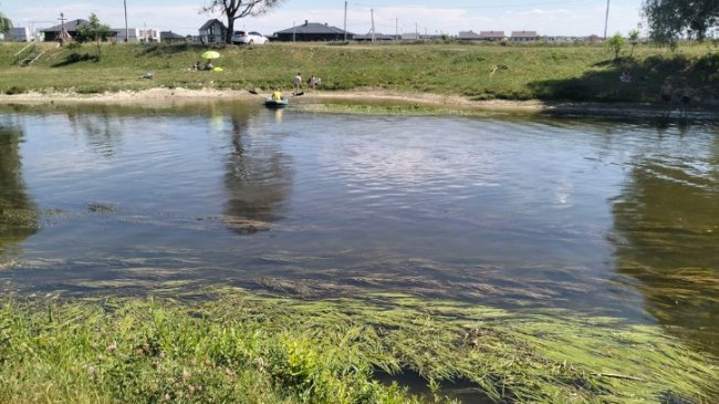 Купальний сезон у Луцьку: чому не почистили річку Стир від водоростей. ВІДЕО