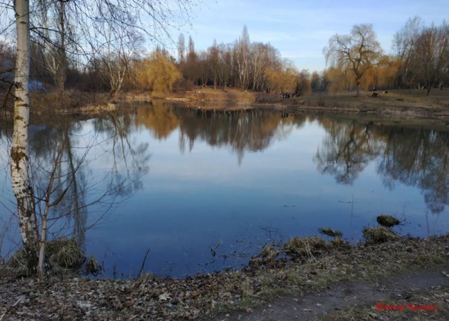 Квіти і бджоли: волинський фотограф поділився весняними знімками