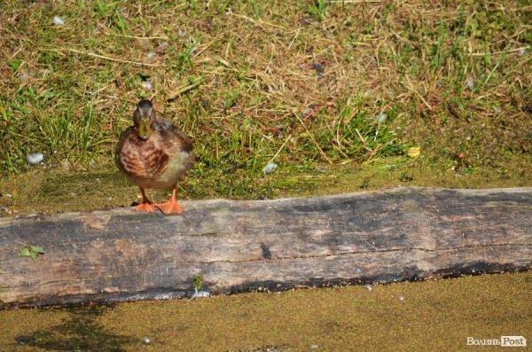 Фотопогляд: центральний парк Луцька