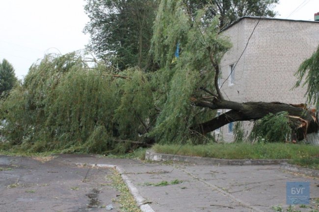 У Нововолинську вітер повалив дерева та познімав шифер із дахів