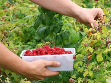Формула успіху «ягідних» фермерів із Каменя-Каширського.ФОТО