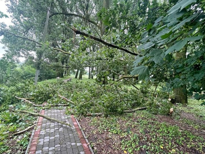 Повалені дерева, знеструмлені будинки: негода наробила лиха у Володимирі