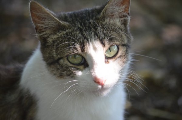 Фотовиставка: Сергій Олешкевич