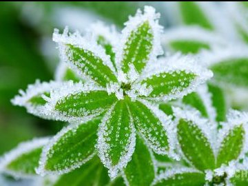 Волинян попередили про сильні заморозки: другий рівень небезпечності