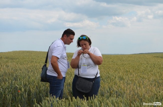 Аграрна еліта серед пшеничних колосків: на Волині – День поля. ФОТО