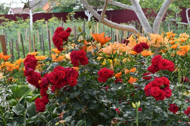 Назви вивчив навіть чоловік: волинянка вирощує близько 250 сортів квітів. ФОТО