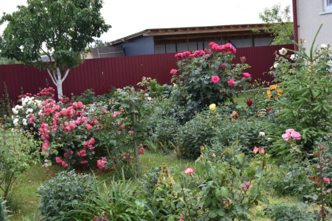 Назви вивчив навіть чоловік: волинянка вирощує близько 250 сортів квітів. ФОТО