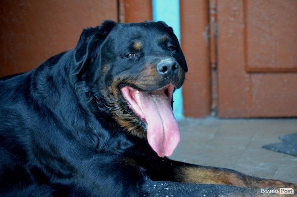 Фотопогляд: проспект Волі