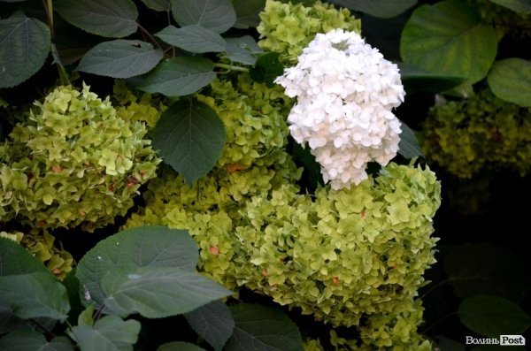 Фотопогляд: проспект Волі