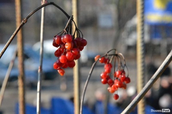 У Луцьку вшанували Героїв Крут, Небесної Сотні та війни на Сході. ФОТО