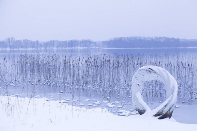 Лебеді, троянди, сніг: показали красу зимового озера на Волині. ФОТО