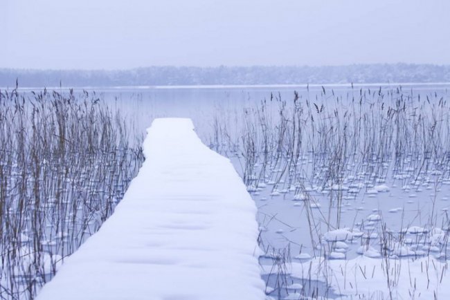 Лебеді, троянди, сніг: показали красу зимового озера на Волині. ФОТО
