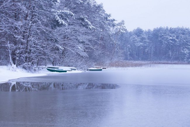 Лебеді, троянди, сніг: показали красу зимового озера на Волині. ФОТО