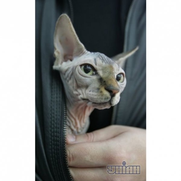 В Україні відбулась виставка екзотичних котів. ФОТО