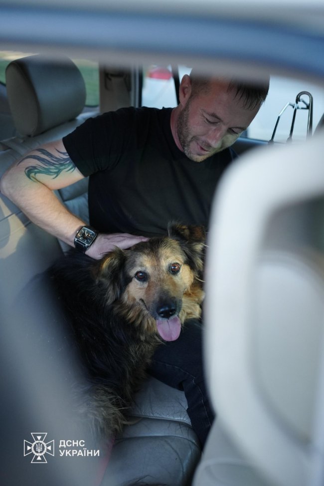 Джессі чекала серед руїн у Києві на господаря, який загинув від російського удару: зворушлива історія собаки та вірності