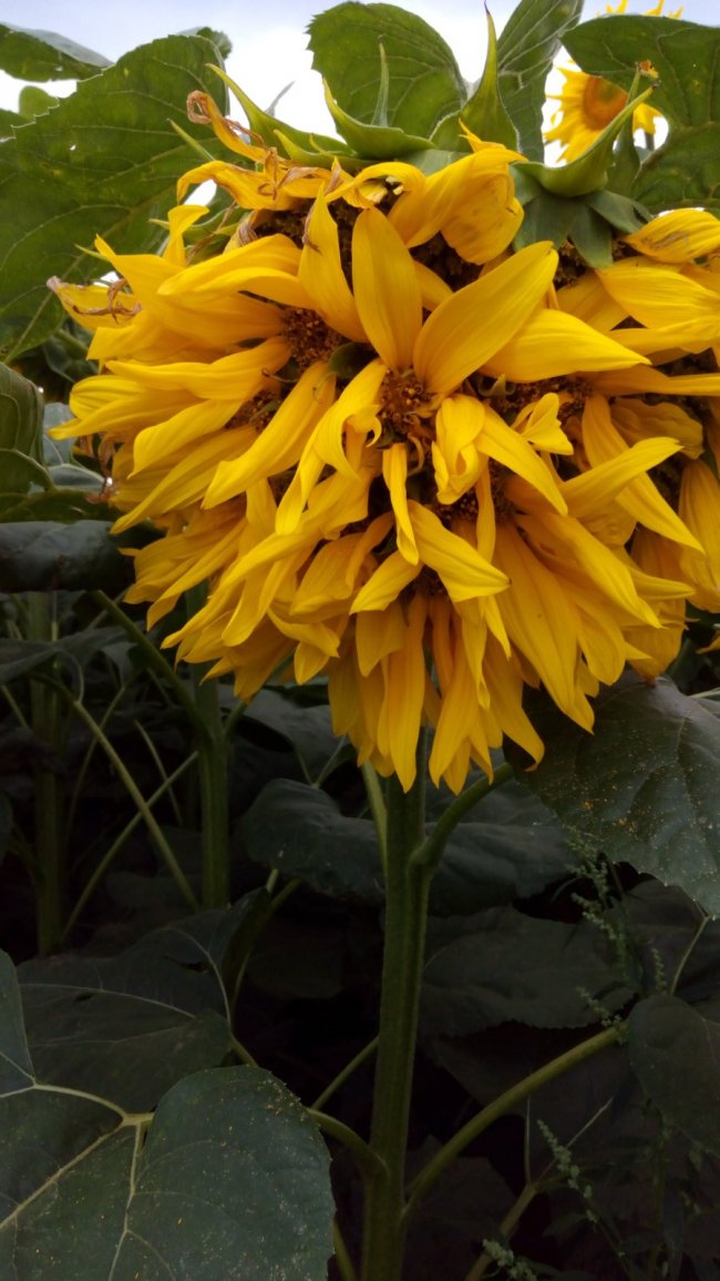 Соняшникові поля Волині вперше вразила рідкісна небезпечна хвороба