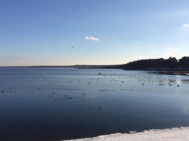 Туристична родзинка на Рівненщині: сотні лебедів зимують на озері. ФОТО