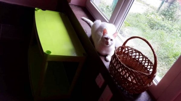 «Котячий» готель відкрили у Луцьку. ФОТО