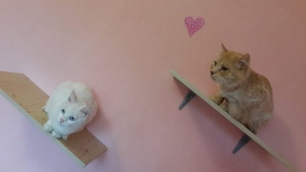 «Котячий» готель відкрили у Луцьку. ФОТО