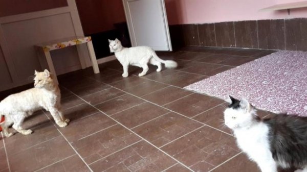 «Котячий» готель відкрили у Луцьку. ФОТО