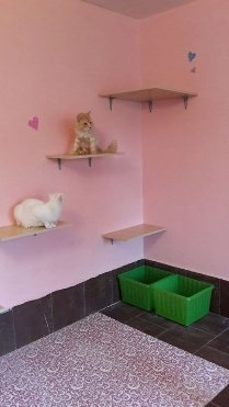 «Котячий» готель відкрили у Луцьку. ФОТО